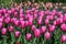 Shades of pink tulips in a mass planting blooming in a spring garden on a sunny day, as a nature background