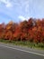 Shades of red and orange against a blue sky autumn colors on the road leaf peeping
