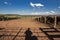 Shadow of an aberdeen angus rancher and livestock in the background