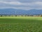 Shadow on the agricultural field