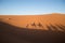 Shadow of Berber man leading a group of dromedary camels in the dunes of the Sahara desert