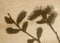 The shadow of the branches of flowering willow on rough kraft paper.