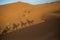 Shadow caravan in the Sahara