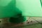 shadow of a cat on a green background