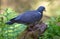 Shadow Common wood pigeon sits on old trunk with moss and ferns all around