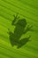 Shadow of Cuban treefrog on backlit green leaf