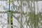 Shadow on curtain window in living room with warm and cozy natural light, Sunlight shining through tree leaves on shade