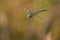 Shadow Darner Dragonfly - Aeshna umbrosa