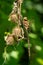 Shadow Darner Dragonfly - Aeshna umbrosa