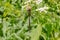 Shadow Darner Dragonfly - Aeshna umbrosa