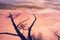 The shadow of the dead tree on the beach