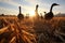 shadow of a flock of geese on a sunlit wheat field