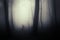 Shadow ghost on Halloween in dark forest with fog