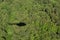 Shadow helicopter against the backdrop of forest.