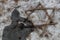 Shadow of an Israeli soldier saluting a gravestone with a Jewish star from branches. Yom Hazikaron, Holocaust