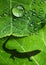 a shadow of lizard on a green leaf