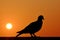 A shadow of lonesome pigeon standing on the top of a peir roof