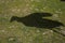 Shadow a marabu in a natural park and animal reserve, located in the Sierra de Aitana, Alicante, Spain. portrait