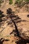 Shadow of a pine tree cast on the sandstone in Red Rocks open space in Colorado Springs