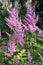 Shadow plant astilbe pink flowers