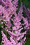 Shadow plant astilbe pink flowers