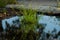 Shadow reflected on water grass