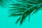 Shadow silhouette of beautiful feathery palm leaf in sunlight on soft green turquoise color wall background. Summer tropical