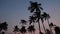 Shadow silhouette group of high coconut tree moving by windy strom in island. beauty multi color on sky. evening sunset at koh cha