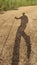 Shadow silhouette of male hiker walking on dirt road with stick in hand