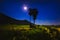 The shadow of the tree is long under the moon in the field