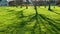 Shadow of tree trunk under sunlight moving on green grass, time-lapse