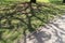 The shadow of tree in werribee park in melbourne,australia