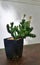 Shadow of tree on white wall and cactus in plant pot on wooden garden bench