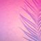 Shadow of tropical leaf in trendy duotone backlight. Abstract background in pink neon colors