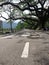 Shadow under the road tree.