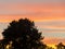 Shadowed tree at sunset, orange sky, close up, landscape.