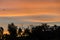 Shadowed tree at sunset, orange sky, close up, landscape.