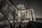 Shadows of branches in the exterior of San Galgano Abbey, Chiusdino