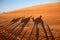 Shadows of camels on the red desert sands of Oman