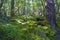 Shadows deep in rainforest on mossy forest floor