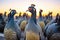 shadows of a flock of guinea fowls at sunset