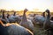 shadows of a flock of guinea fowls at sunset