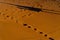 Shadows Of A Group Of Travelers Are Seen In The Sand As They Walk Through The Saharan Desert In Morocco, Africa