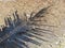 Shadows of the Leaves of Coconut Trees on Watery Soils