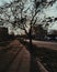 Shadows and lights, tree, sunlight and sunshine, sunray in evening, evening vibes