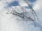 shadows on the morning snow, snow-covered tracks