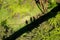 Shadows of suspension bridge and trio of tourists is cast onto brilliant greenery of souther California desert