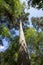 Shadows and tall trees. Forest canopy reaching for the sky.