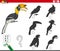 Shadows task with cartoon hornbill bird animal character