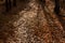 Shadows of trees and glare of light on a carpet of autumn leaves in the forest